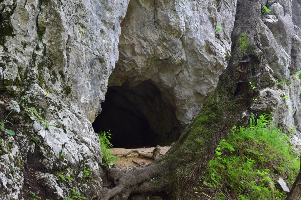 14. Balunjača